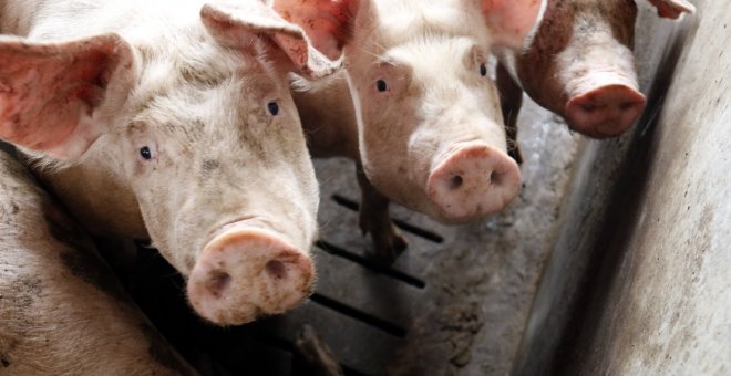 Un informe constata que la ramaderia porcina industrial afavoreix el despoblament rural