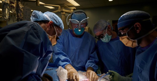 Estados Unidos realiza con éxito el primer trasplante de riñón de cerdo a un humano