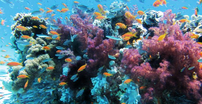 Ecologismo de emergencia - La acuicultura, devoradora de océanos