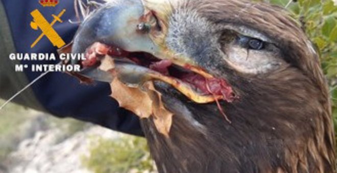 El dueño de un coto de caza en Albacete es detenido por matar con veneno a dos zorros y un águila real