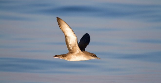 El 25% de las aves españolas están amenazadas y en riesgo de extinción