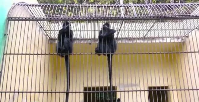 China protege del invierno al 'mono de la hoja" con calefactores en sus jaulas