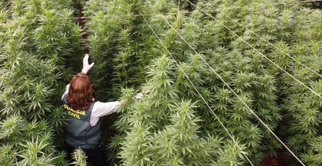 La provincia de Toledo, nueva meca para el cultivo de cannabis