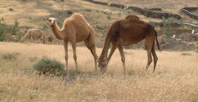 Camello canario, en peligro por falta de turistas