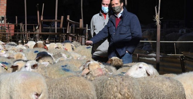 Casado, entre ovejas, vuelve a lanzar un bulo contra el ministro Garzón: "Se ha hecho un máster en quesos"