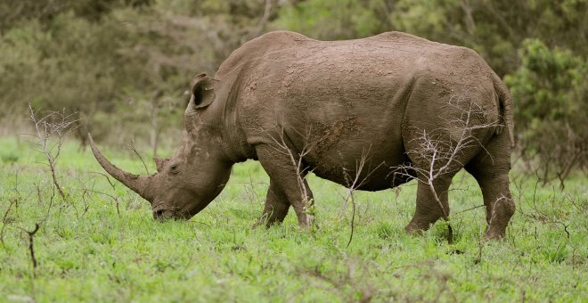 Los cazadores furtivos mataron casi medio millar de rinocerontes en Sudáfrica en 2021