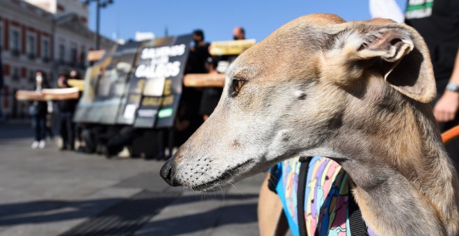 PACMA descubre un nuevo zulo de galgos muertos en Valladolid