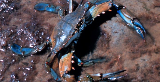 Una especie de cangrejo coloniza el Delta del Ebro en dos años