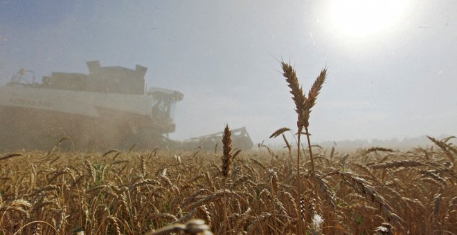 El trigo alcanza su mayor precio desde la crisis de 2008 como consecuencia de la guerra en Ucrania