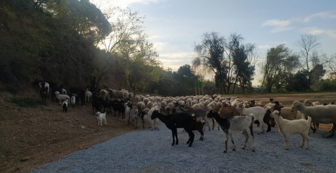 El Govern contractarà ramats de bestiar per prevenir incendis als boscos de major risc