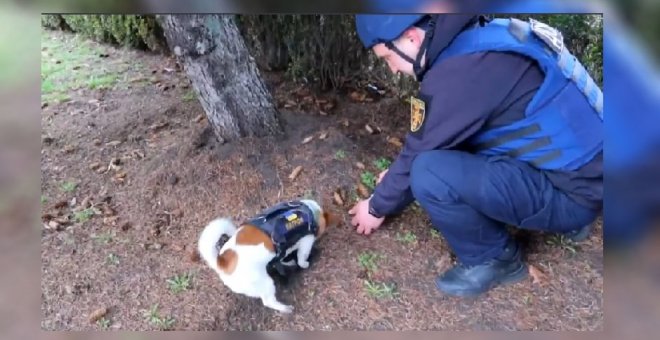 Patrón, el perro que ha detectado casi 100 minas rusas en Ucrania