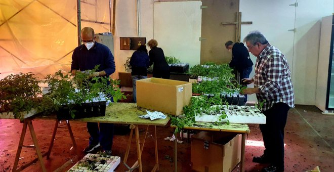 Torrelavega reparte el primer día 9.000 plantas de tomate