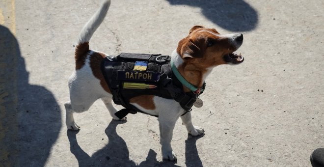 Zelenski otorga la medalla de honor a Patrón, el perro detector de minas