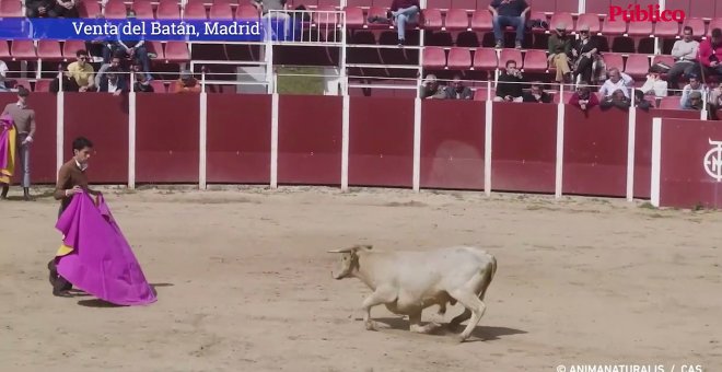 La crueldad de las becerradas en la Venta del Batán de Madrid