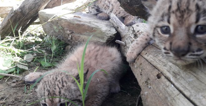 Cuatro crías de lince ibérico repueblan la provincia de Albacete