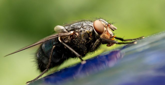 El vuelo de las moscas y por qué siempre se escapan