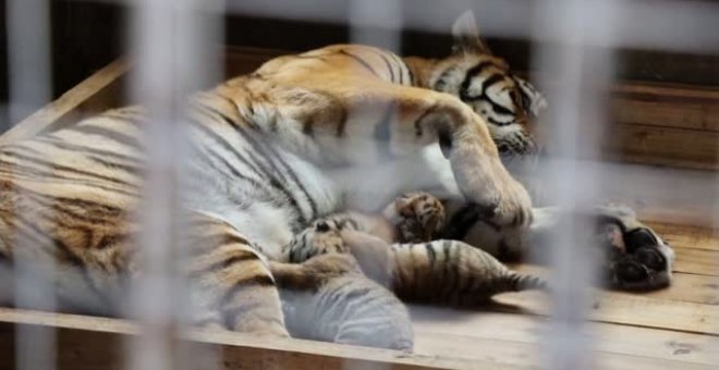 Una tigresa siberiana da a luz a cuatrillizos en un centro de cría del noreste de China