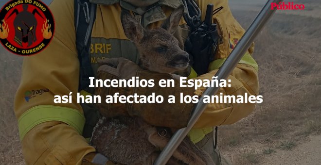 Incendios en España: así han afectado a los animales