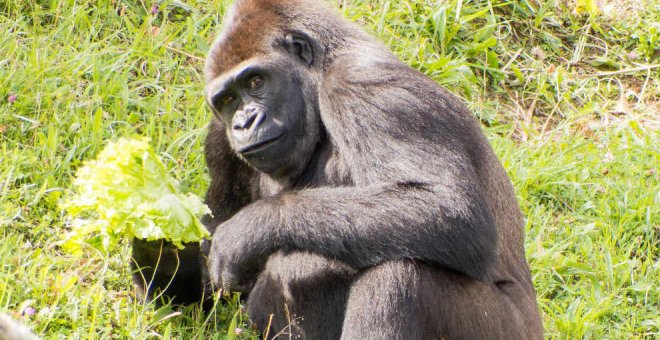 Cabárceno cede al Zoo de Praga una hembra de gorila con fines reproductivos
