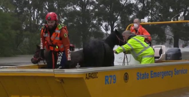 Rescatistas australianos salvan del ahogamiento a varios ponis y otros animales por las inundaciones