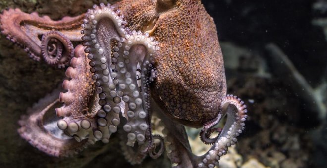 El origen de la gran inteligencia del pulpo y su parecido molecular con el cerebro humano