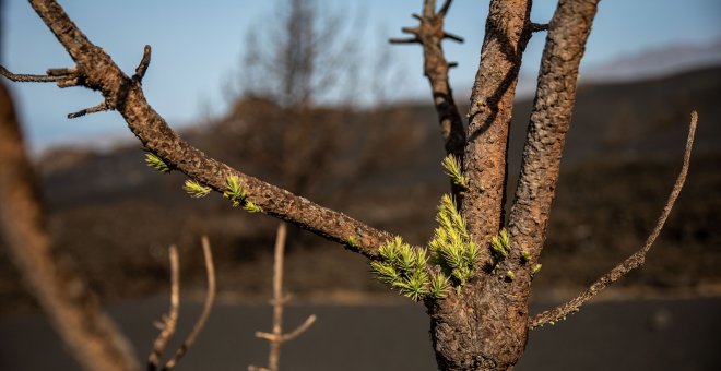 William Hammond, ecofisiólogo de la Universidad de Florida: "Estamos dejando que los bosques de la Tierra hablen"