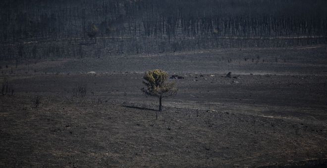 Otras miradas - El pastoreo: una herramienta para la prevención de incendios