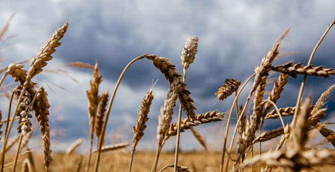 Turquía afirma que Rusia y Ucrania firmarán un acuerdo para desbloquear las exportaciones de cereales