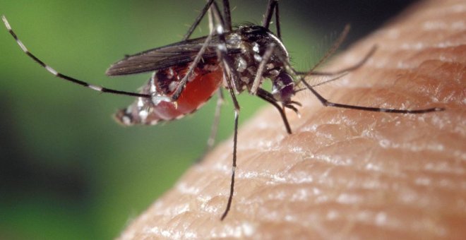 Estos son algunos de los virus que atraen a los mosquitos