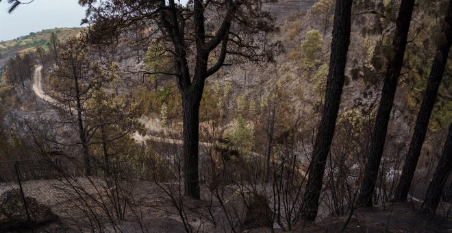 Estabilizado el incendio forestal de Tenerife