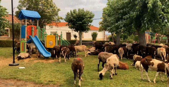 Santiago, ganadero afectado por los incendios en Zamora: "Si hay infierno, va a ser mucho más liviano que esto"