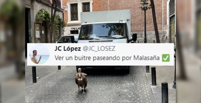 Los tuiteros alucinan con un buitre que ha aparecido en pleno centro de Madrid: "En Malasaña los ha habido toda la vida"