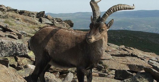 Tras las huellas y genes de la 'cabra invisible' de los Pirineos, el bucardo
