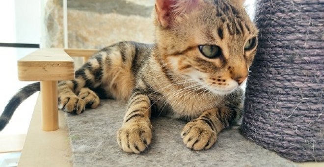 La psicología de los gatos, mucho más allá de los mitos