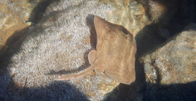 Tiburones y rayas en peligro de extinción se capturan en áreas protegidas