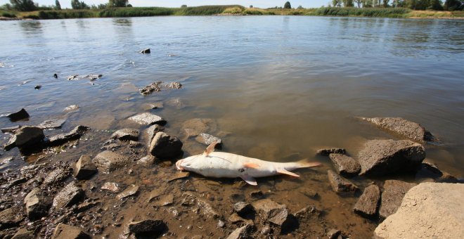 Alemania alerta de la muerte masiva de peces en el contaminado río Oder