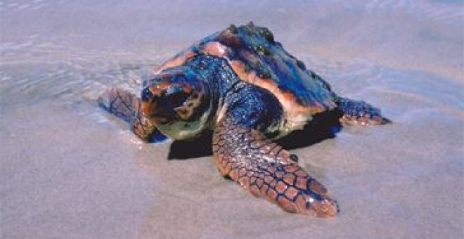 ¿Por qué cada vez hay más tortugas en las playas de Catalunya?