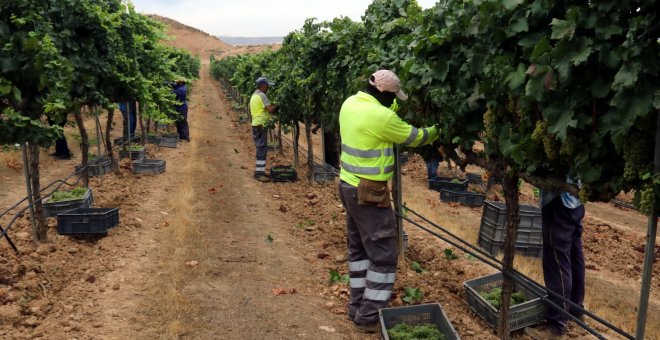 Recuperar variedades de uva antiguas de maduración lenta para hacer frente a la crisis climática