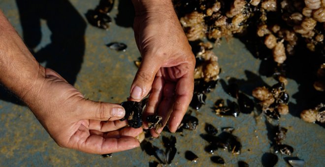 Los mejillones del Delta del Ebro se mueren por las altas temperaturas del agua