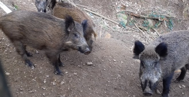 Es redueix el volum de senglars a Collserola, després d'un rècord històric de 965 exemplars capturats el 2022