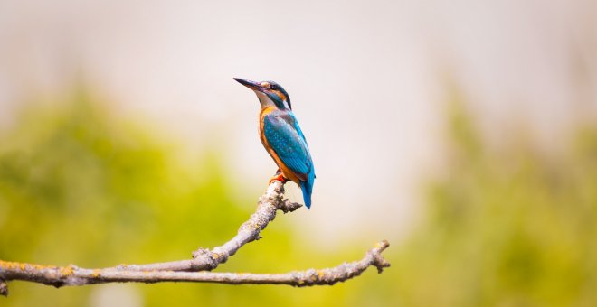 Casi el 50% de las 11.000 especies de aves en el mundo sufren un declive de sus poblaciones