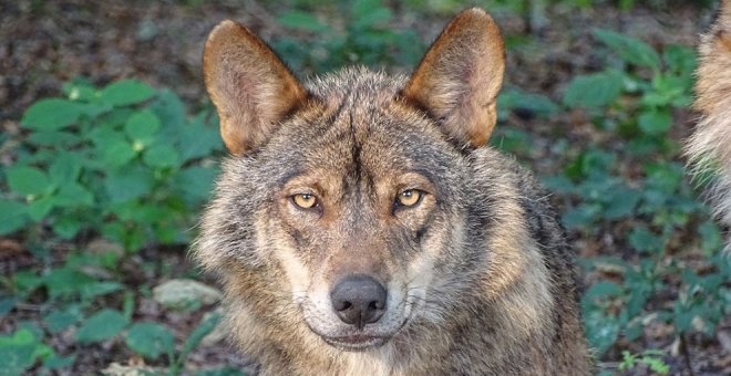 ASCEL volverá a recurrir autorizaciones para la caza del lobo
