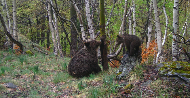 Un ganadero se encuentra con un oso y tiene que esconderse en un árbol para no ser atacado