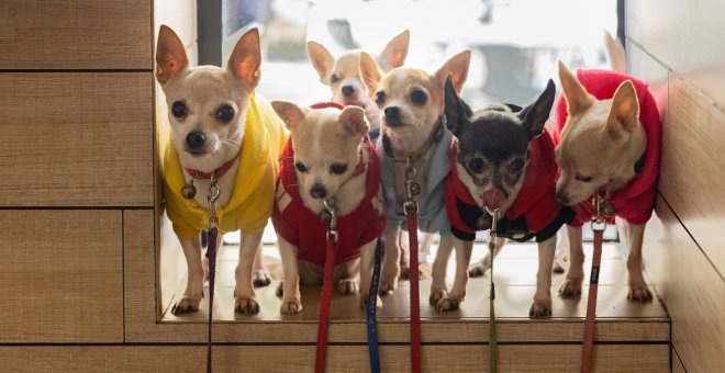 El bulo sobre la nueva ley de protección animal que afirma que se prohibirá tener un periquito, un conejo o un hámster como mascotas