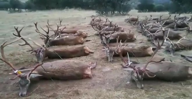 PACMA denuncia la matanza de decenas de ciervos, corzos y gamos este fin de semana en Ciudad Real