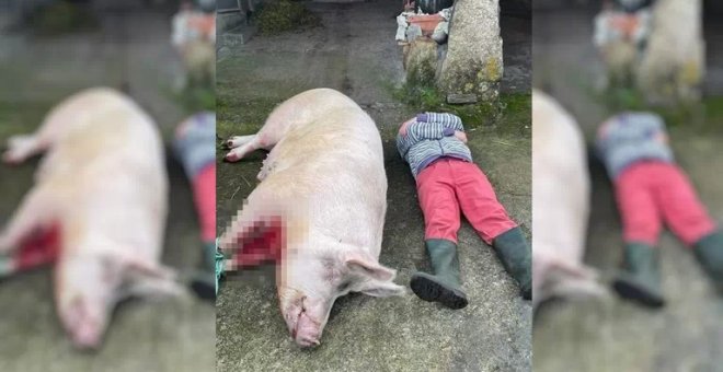 Pacma denuncia a un vecino de A Coruña por publicar un vídeo jactándose de maltratar a un cerdo