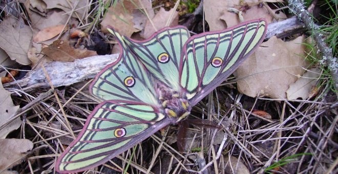 Talas masivas amenazan el hábitat y las especies protegidas de los Montes Universales