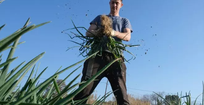 La Gran Festa de la Calçotada de Valls, una cita obligada para disfrutar de una buena degustación de calçots