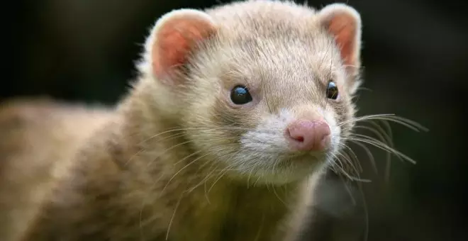 El brote de gripe aviar en una granja de visones en Galicia activa las alarmas ante el riesgo de transmisión en humanos