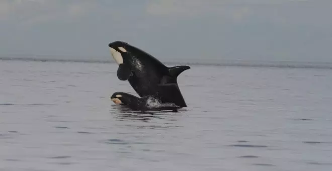 Observan que las orcas tienen menos crías para cuidarlas mejor